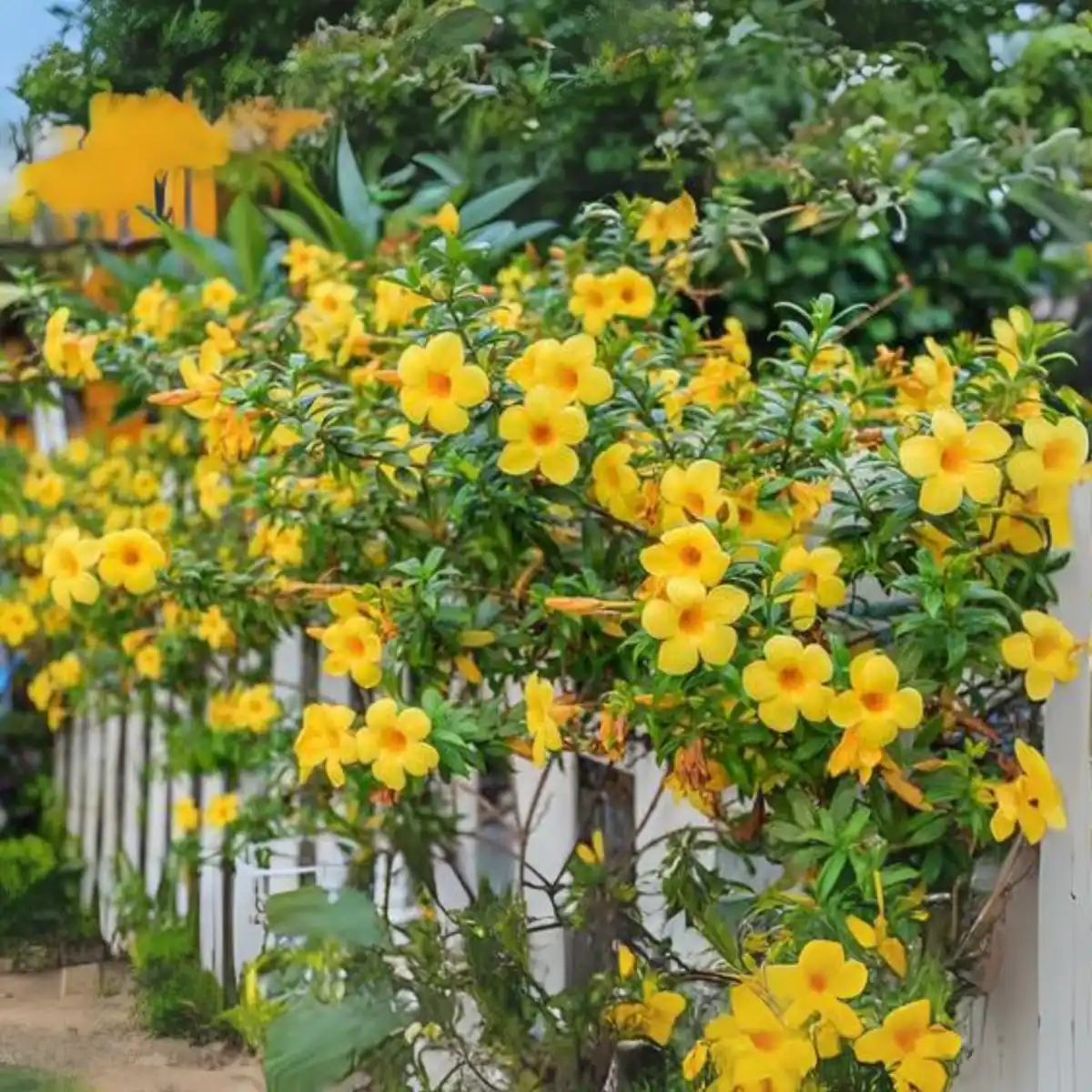 Allamanda Creeper